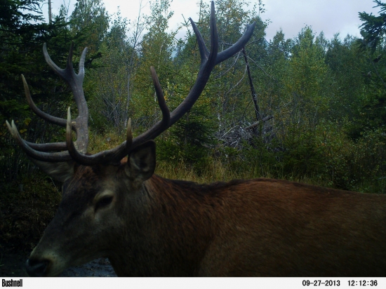 Prítulný jeleň :)