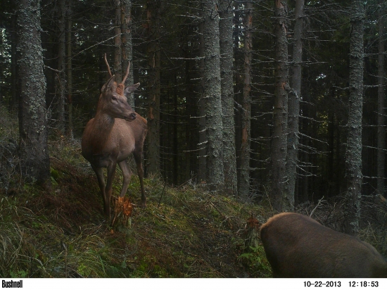 Horský jeleník.