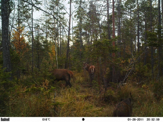 Foto z porady lesných zvieratiek.