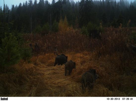 Krochkáči idú z nočnej.