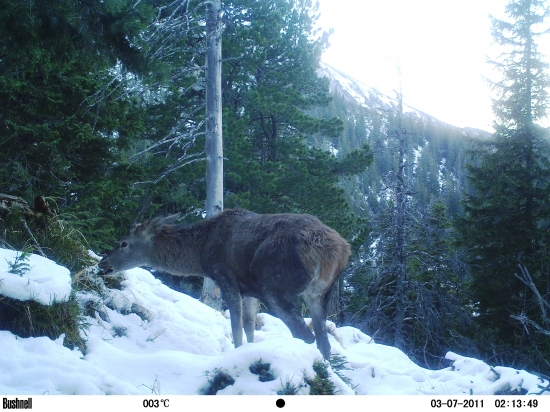 Čučoriedková diéta.