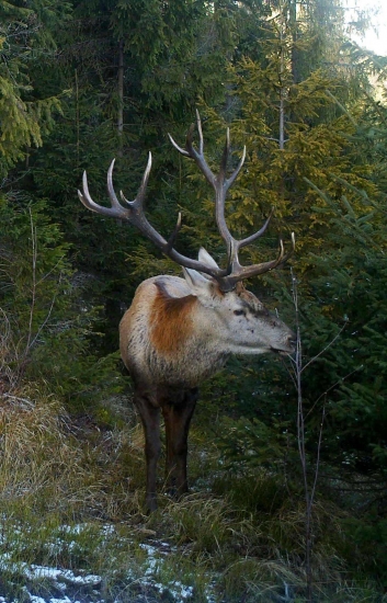 Impozantný roháčik.