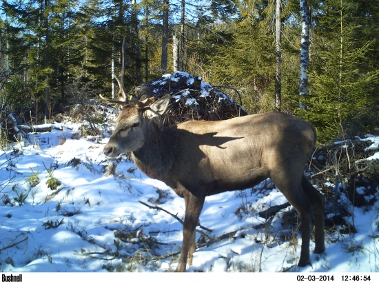 Jednorožec na slniečku.