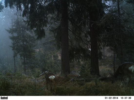 Zrkadielka v čarovnom lese.