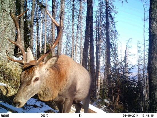 Podsuchárnik osmoraký.