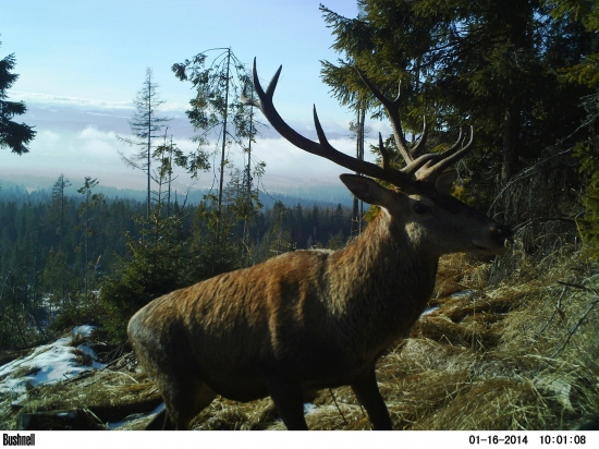 Paroháč nad oblakmi.