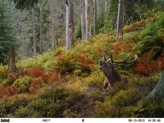Výstraha zo smrekového pralesa.