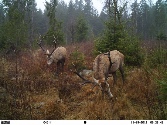 Zapasení korunáči.
