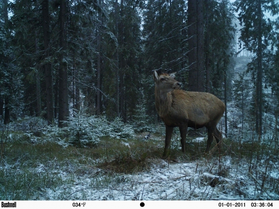 Jeleň na poprašku.