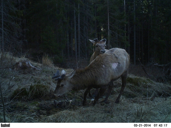 Uhni,lebo ťa zvalcujem!