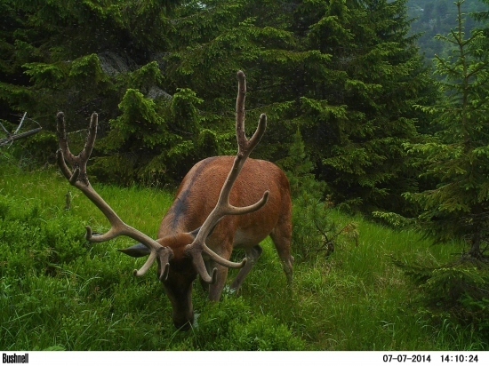 Na limbovej čistinke.