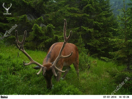 Na limbovej čistinke.