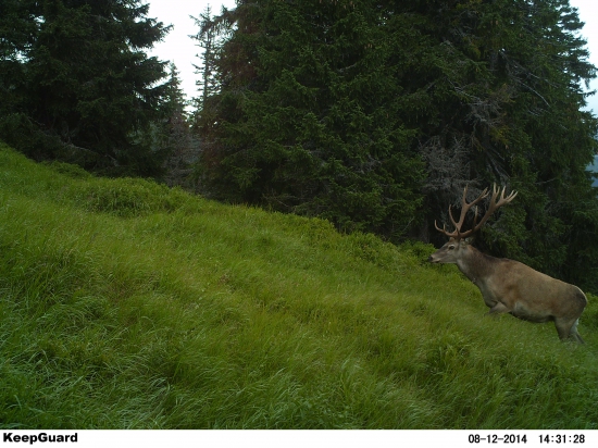 Vysokohorská osemnástka.
