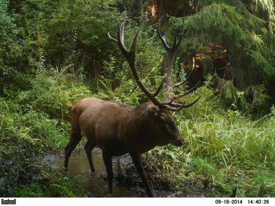 Liptovský hrubokrký bradáč.