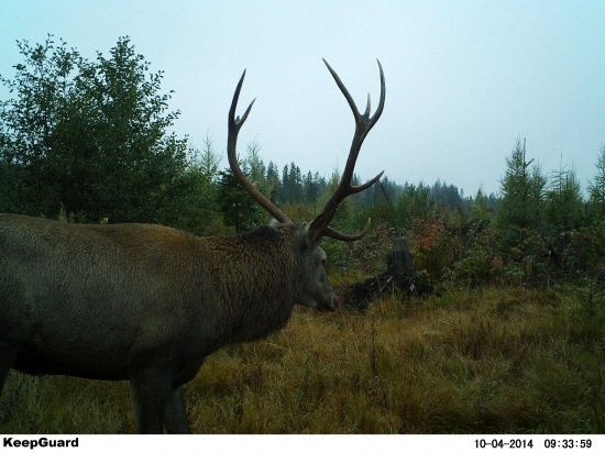 Unavený paroháčik.