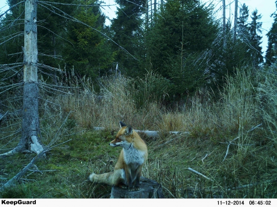 Lišiačik na podstavci.
