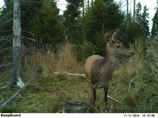 Laňka.