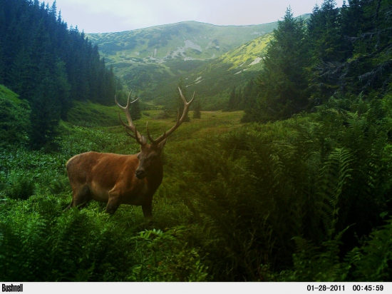 Jeleň údolný.