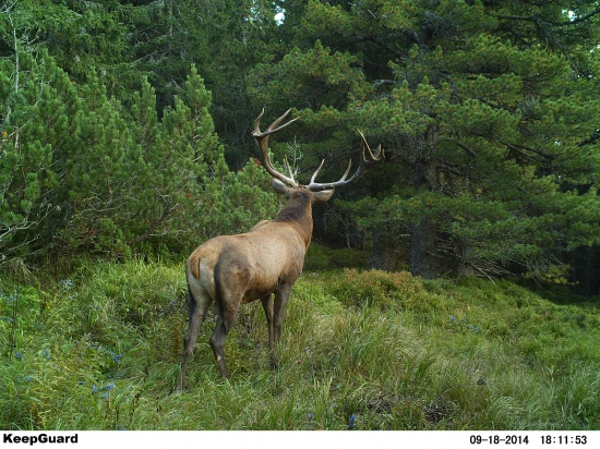 Červienočka a bujak.