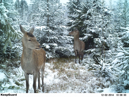 Asi hľadali stromček.