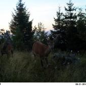 Traja kamarátkovci.