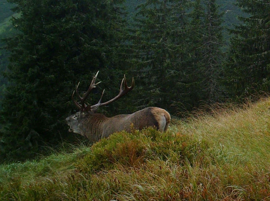 Septembrovka horská.