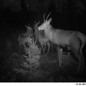 Vianočná família.