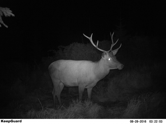Nočný buntoš.
