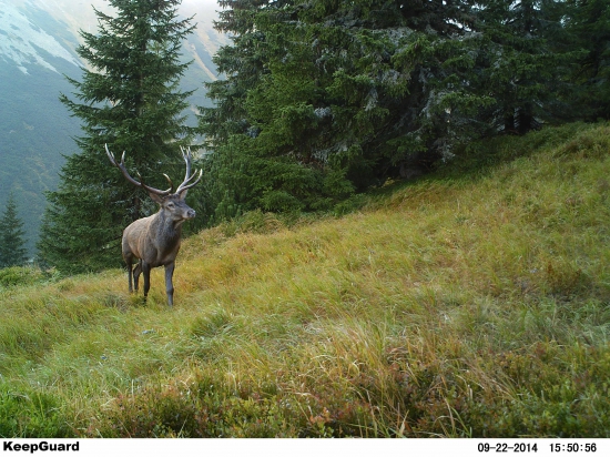 Hľadač septembrový.