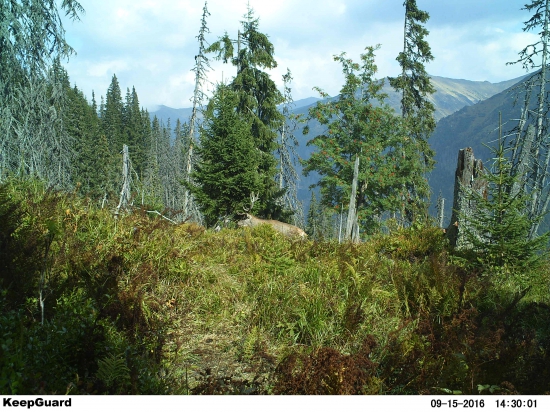 Septembrový wildlife.
