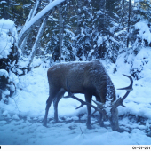 Prisnežený jeleň.
