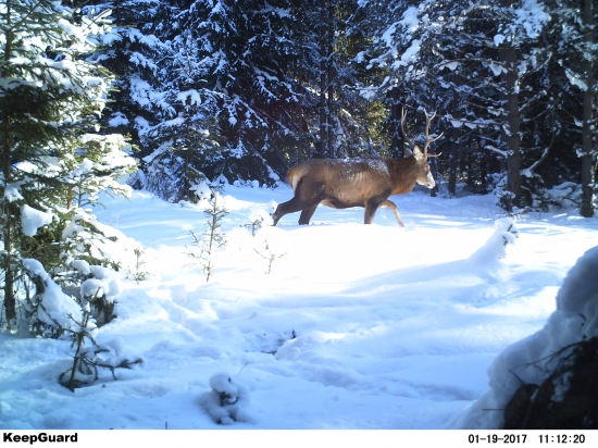 Slnečná čistinka.