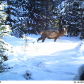 Slnečná čistinka.