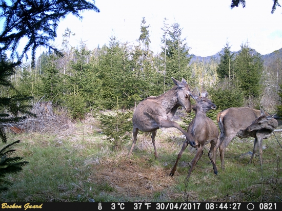Výchovná pravačka.