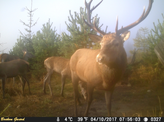 Októbrový bodyguard.