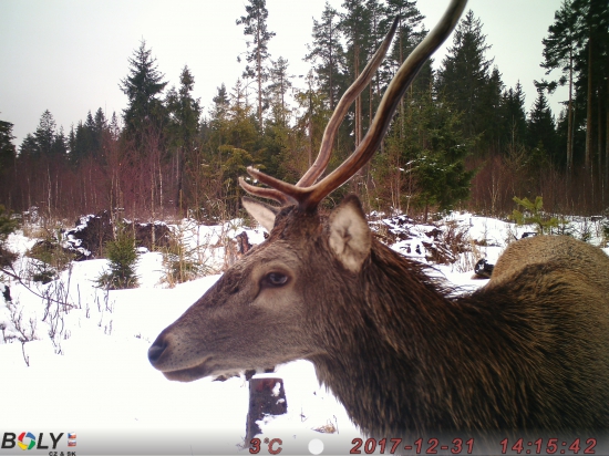 Silvestrovský supergén.