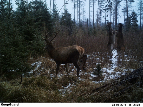Tu potečie krv,zdrhám!