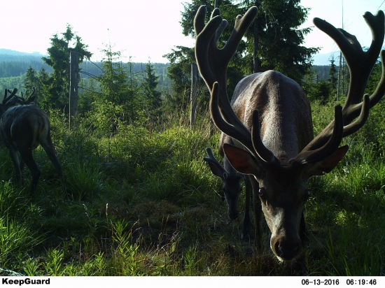 Našlapaný ranostaj.