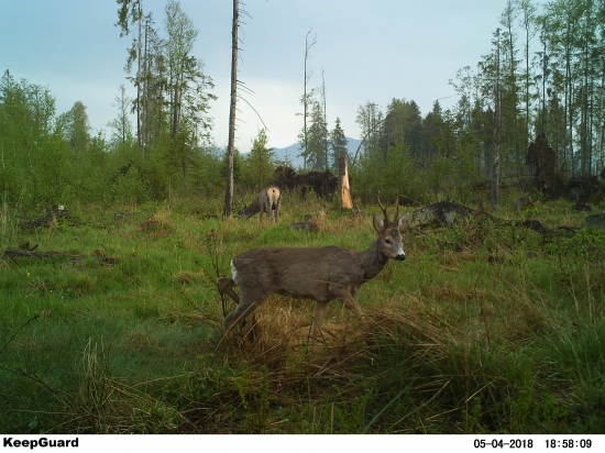 Večerní parťáci.