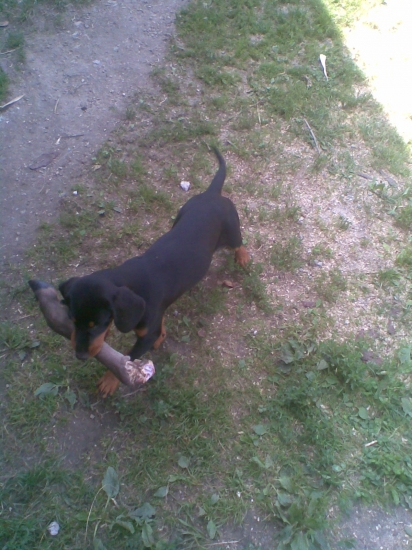 Borka troška sa pohram