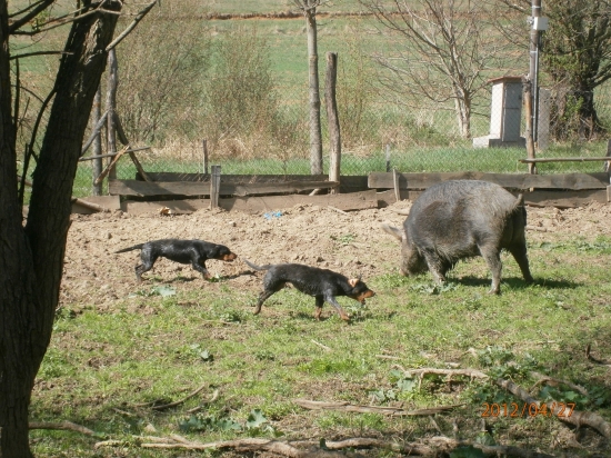 Borka a Carmen z Hrachovskeho vrsku v oplotku