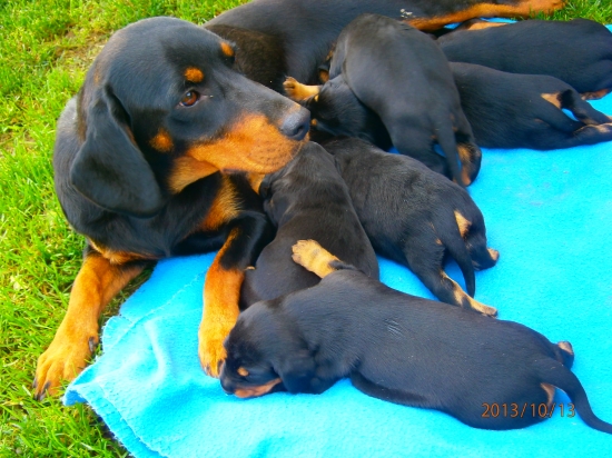 Benu a jej potomstvo