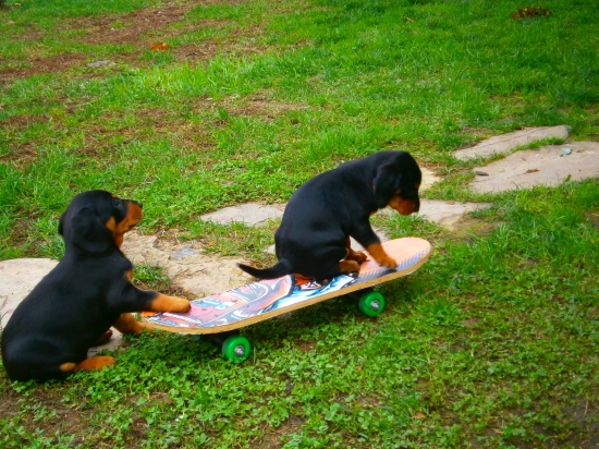 Drz sa trosku ta povozim