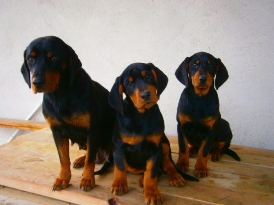 BENU a jej dva drobce horar a horarka z Hrachovskehob vrsku