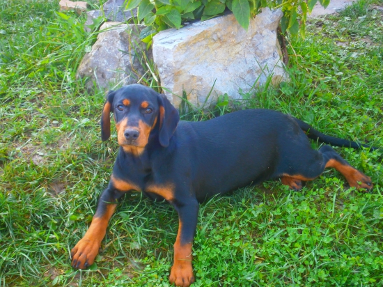 hladam si noveho majitela