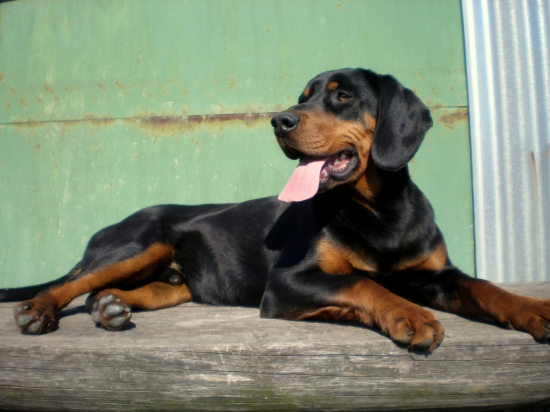 FREDY z Cerníka, vek 8 a pol mesiaca