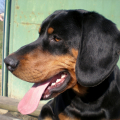Slovensky kopov