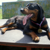 FREDY z Cerníka, 9 mes. CAJC