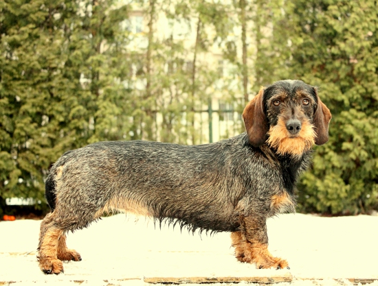 Aemmy Žiarská BL- I.c V/I.c Š, SD- I.c(204 b),FSMP-I.c,SHOJ 3,4,4, V2-chovná suka