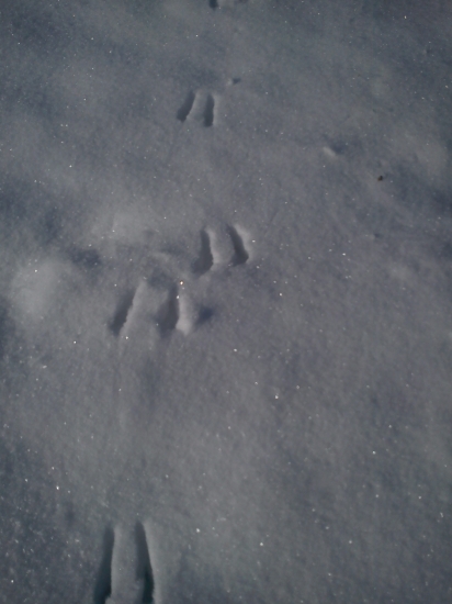 Čo zanechalo tieto stopy?